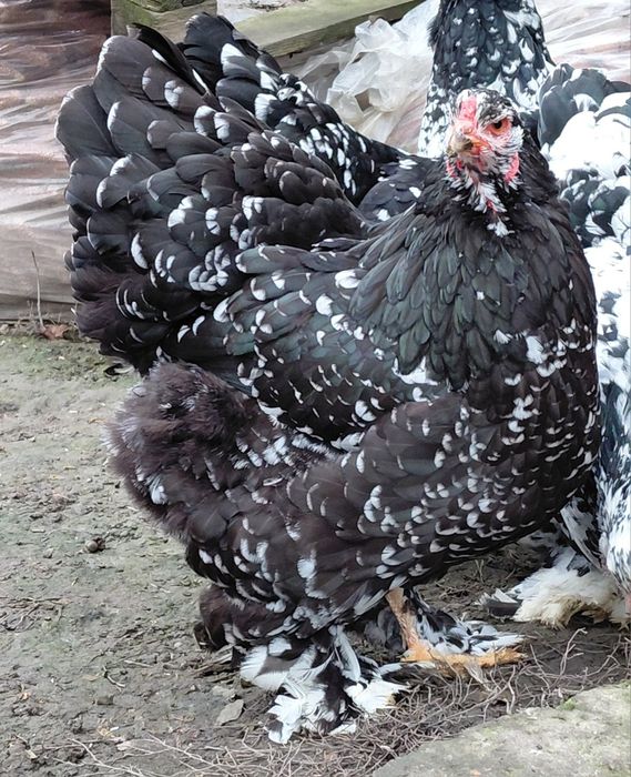 Disponibile gaini brahma