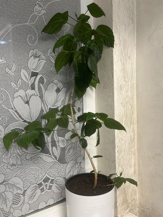 Комнатные цветы ...