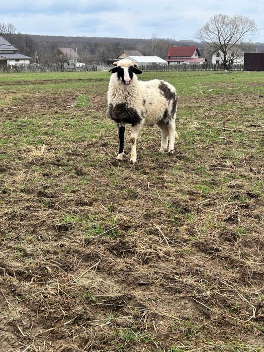 Berbecuti brezi de vanzare