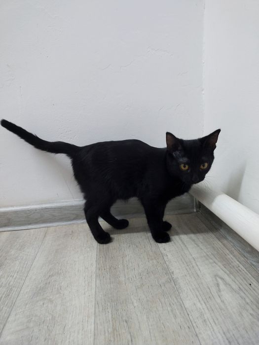 Отдам дарм котенка