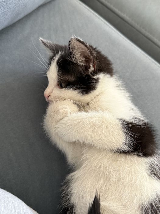 Котенок в поиске семьи