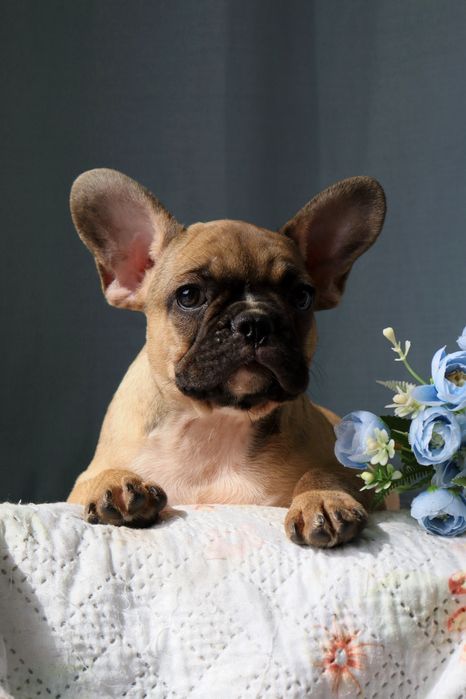 Шикарный мальчик французский бульдог