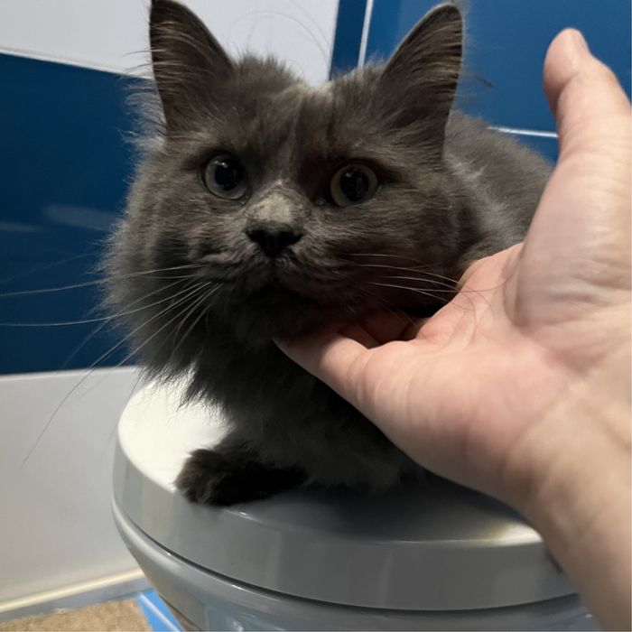 Отдам кота в добрые руки