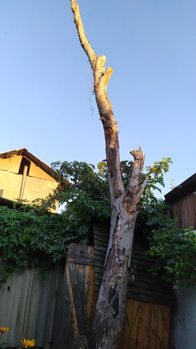 Сухой орех на дрова обмен