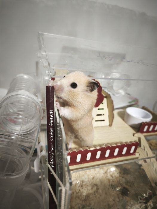 хомяк сибирский.