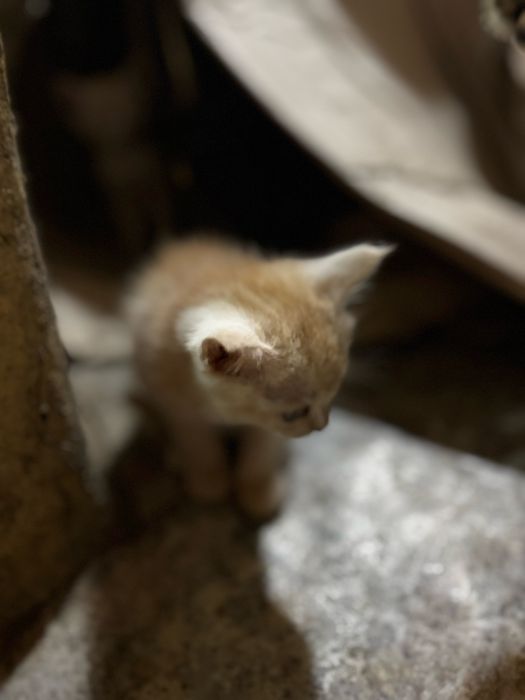 Котята, 1 месяц