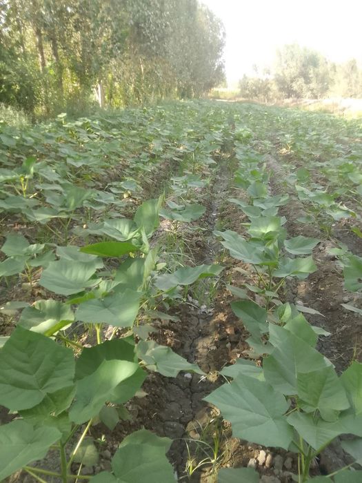 Павлония нихолчалари сотувда шангтон Фте М1 навлари бор