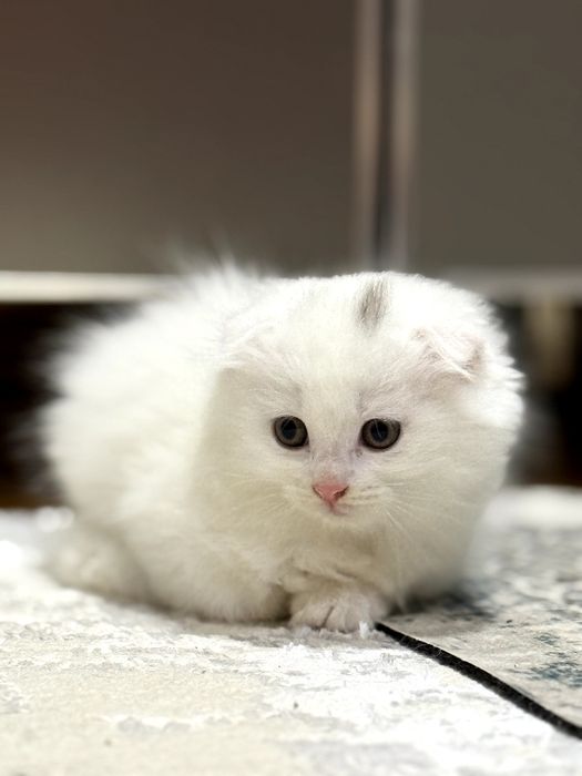 Porno jinsiy aloqa lezbiyenler