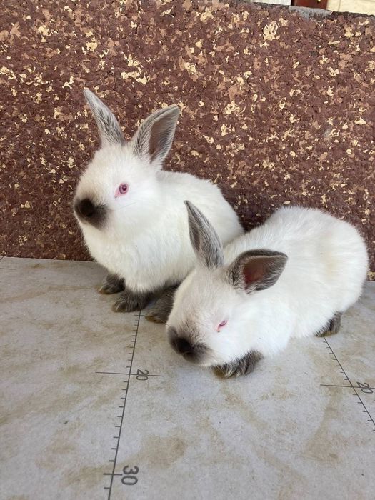 Kaliforniya quyon Sotiladi.