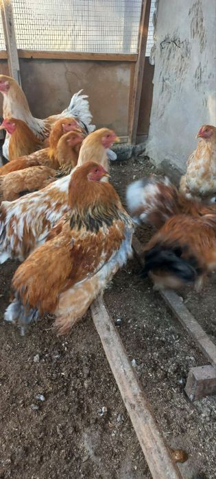 Брама хўрозлар сотилади