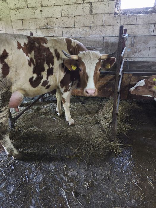 Vaca tânără de vânzare