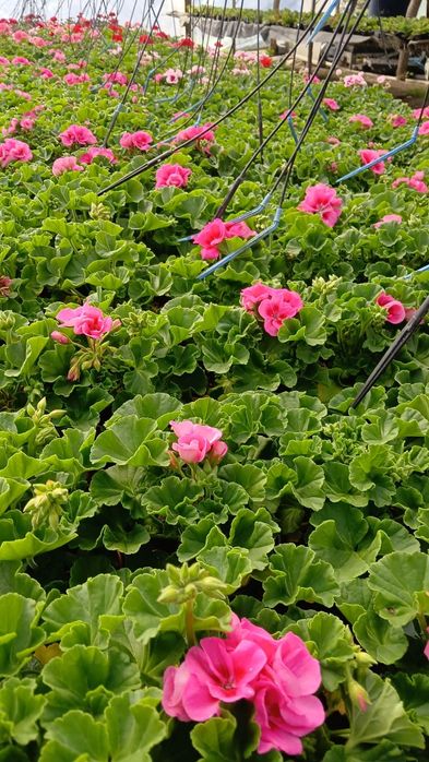 Flori Muscate,Dalia ,Begonia