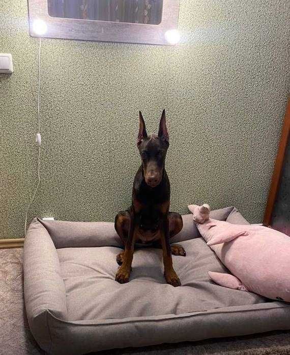 Товар для животных