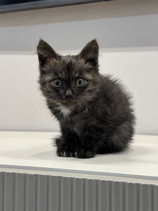 Котенок ищет дом
