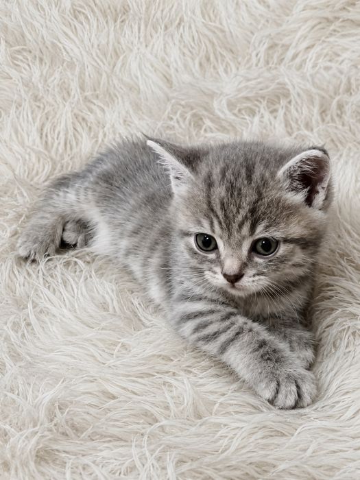Продам котят. Шотландские