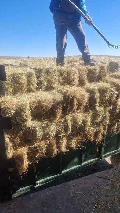 Baloti fan la TIR min 250 500 or Rotunzi 40.Lucerna sau fan>RO.Pomi