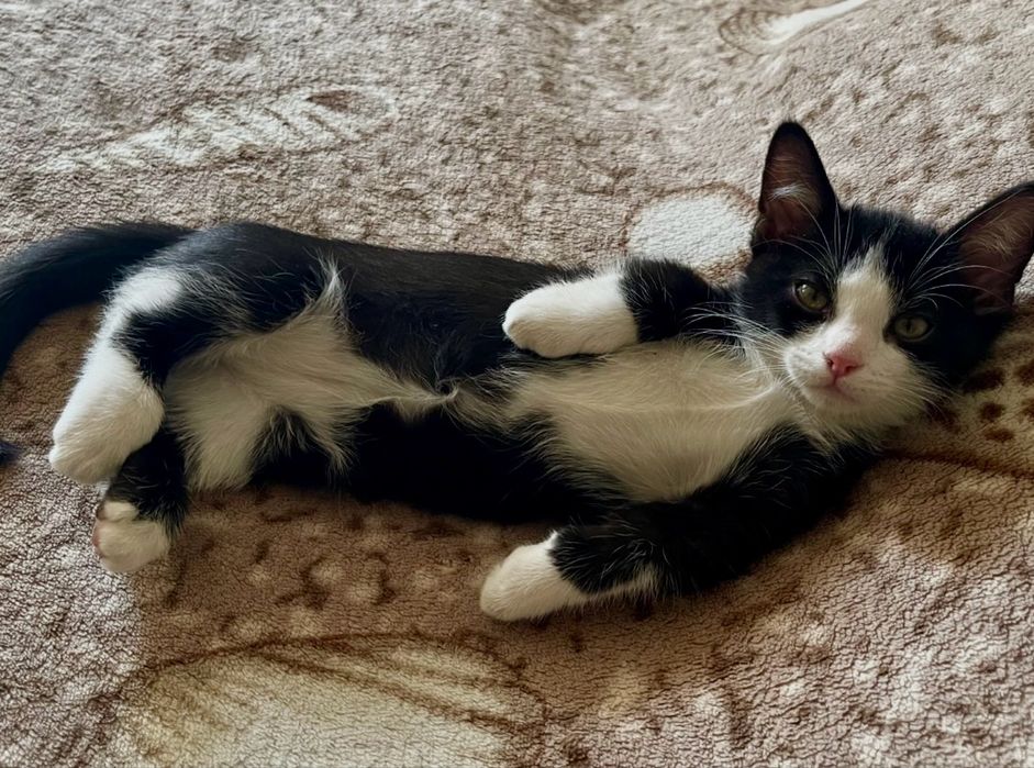 Котенок породы Манчкин