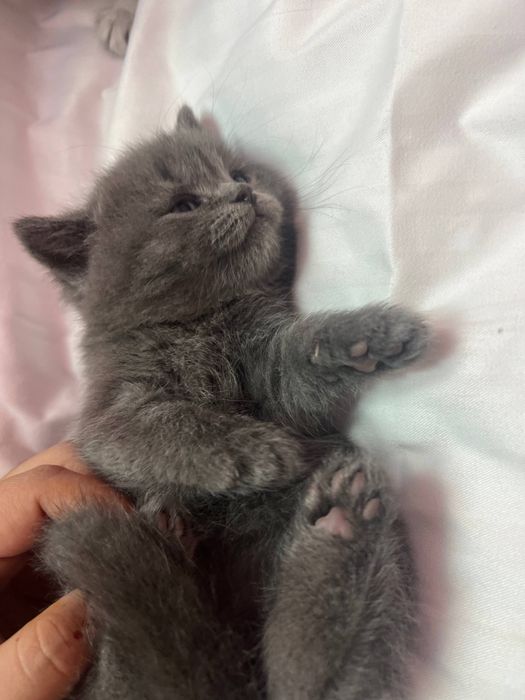 Продается котята из правелный вязке.Родились 24 января 2026