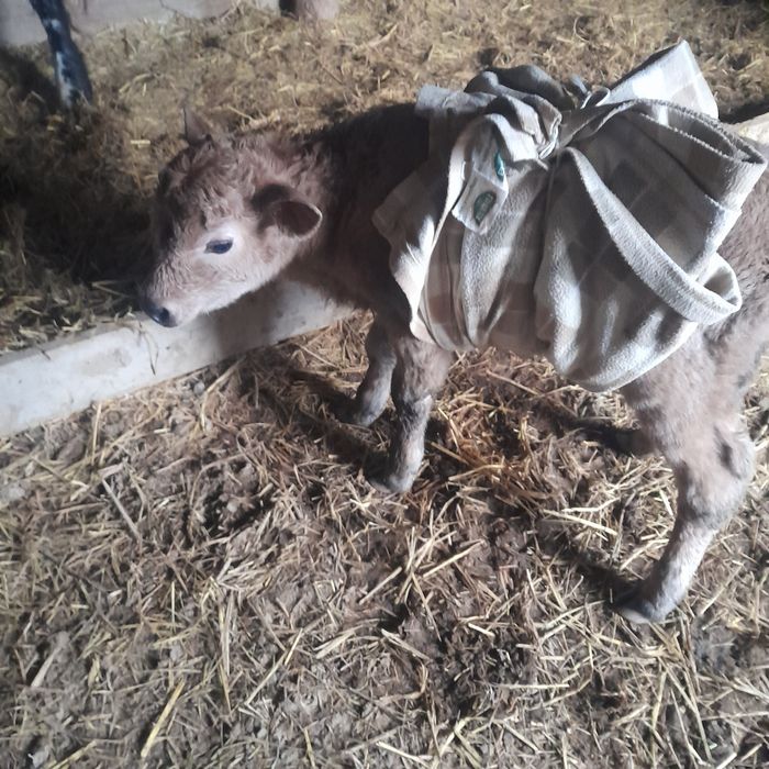 Сиыр сатылады баспак