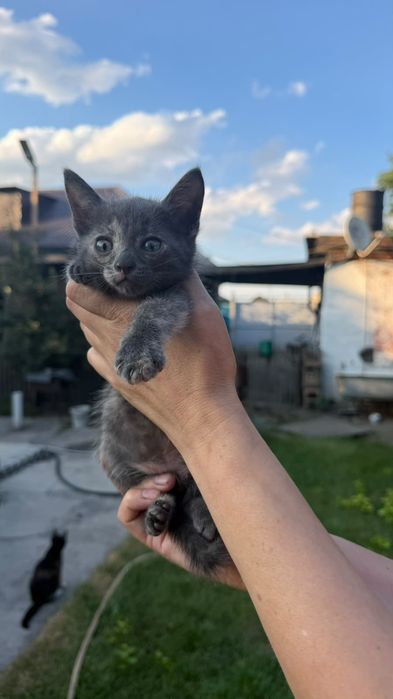 Отдам котят в хорошие руки