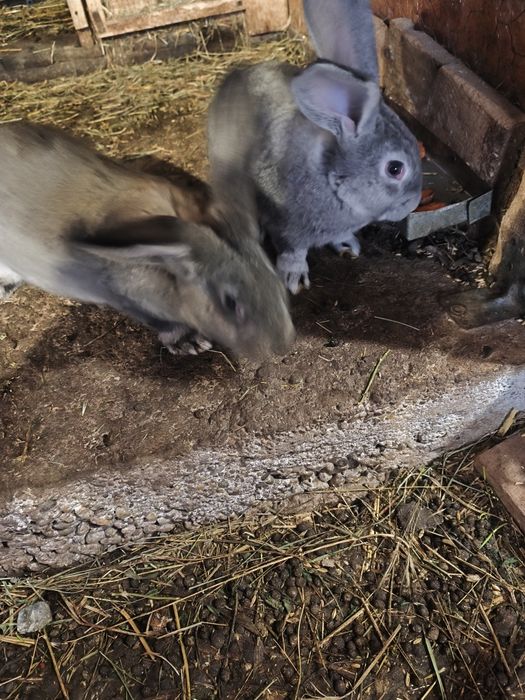 Iepuri Uriaș german