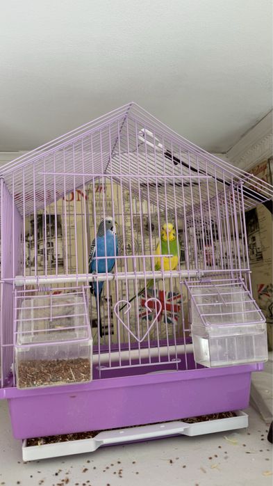 Волнистый попугай