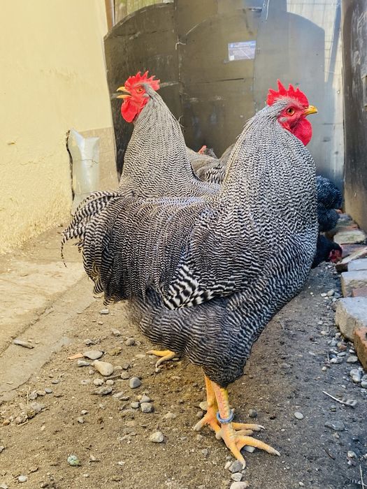 Oua incubat Plymouth Rock Barat