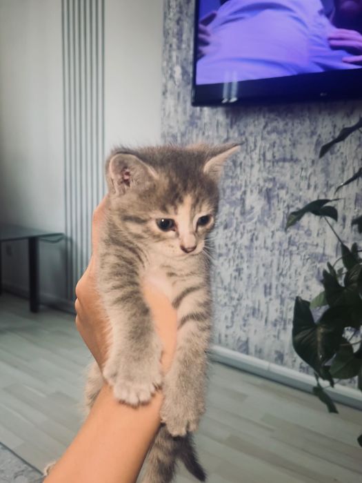 Голубоглазые котята