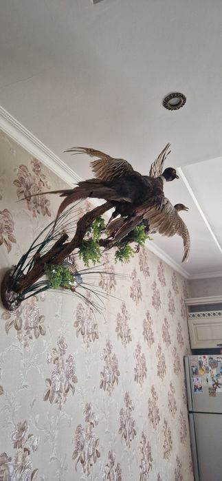 Продаются чучела 2 фазанов