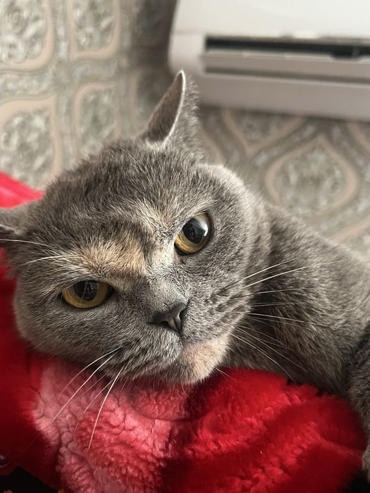 British Shorthair blue
