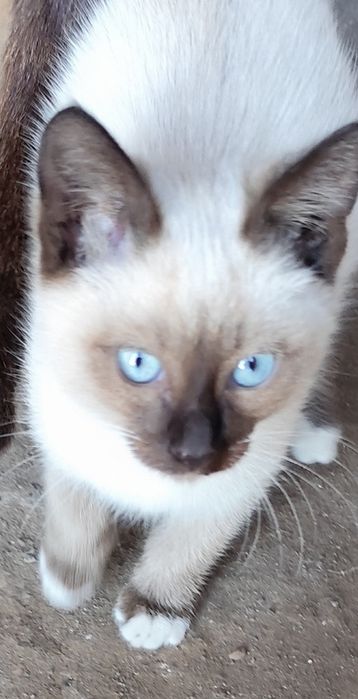 Котенок мальчик в добрые руки