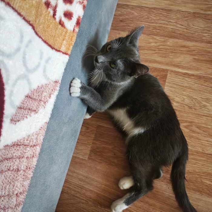 Отдам даром кошек.