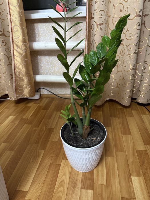 Продам доллоровое дерево