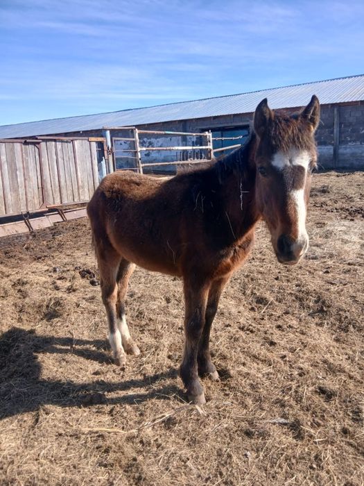 Продается годовалый жабағы