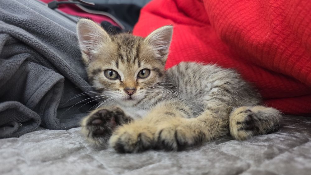 Отдам в добрые руки. Котенок Мальчик