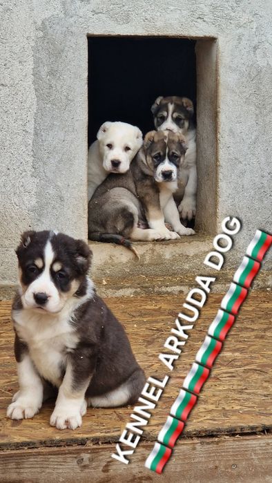 Средноазиатска овчарка