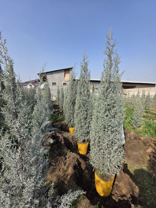 Arizonskiy Kiparis Italiyaniki