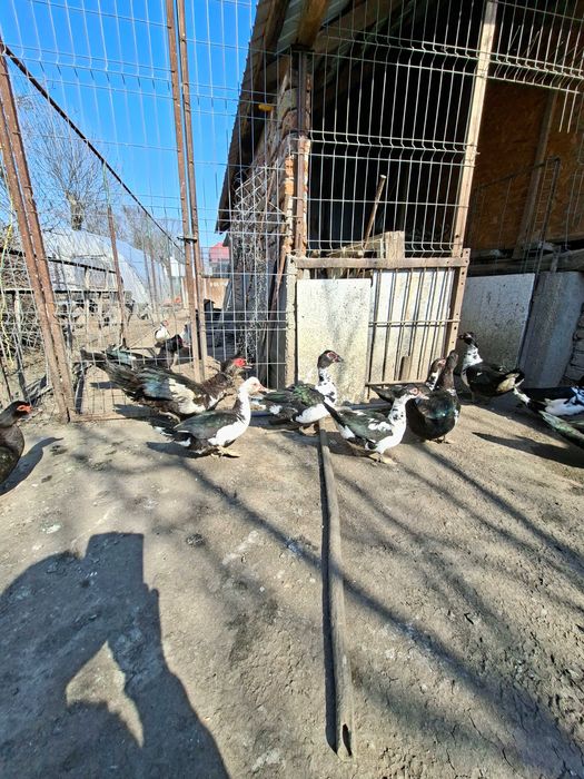 Rate mute 2025 si 2024