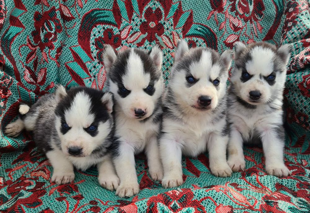 Продам щенков сибирской хаски.
