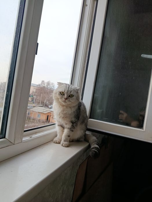 Вислоухие котята