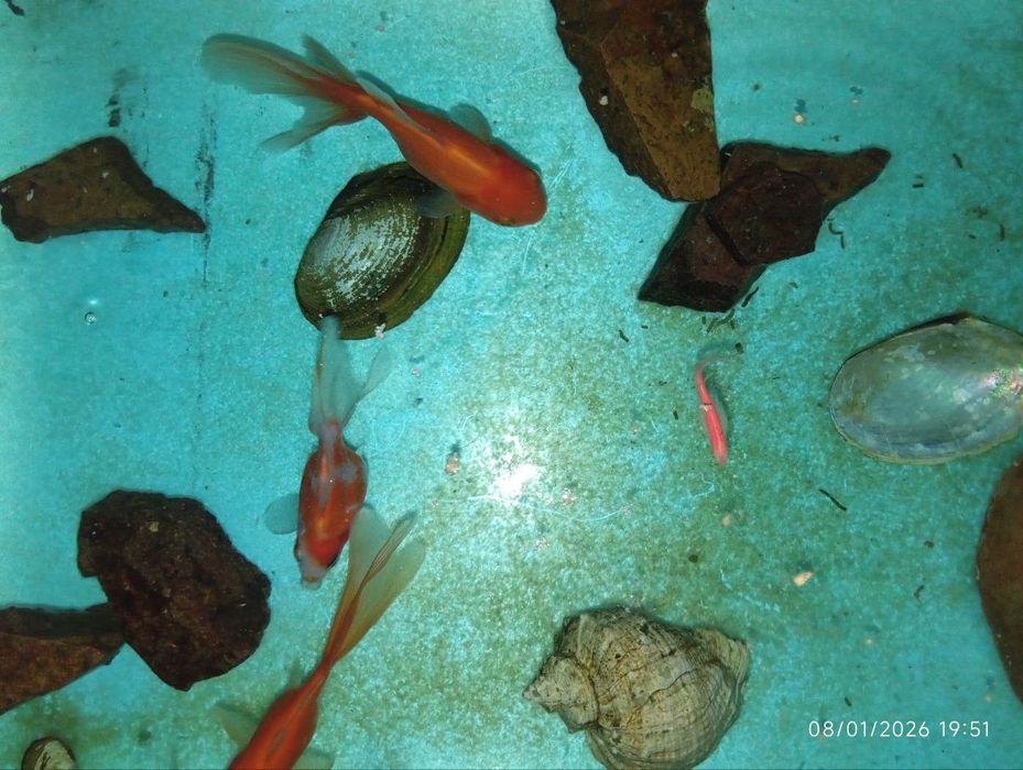 Akvarium 100 L holati ideal