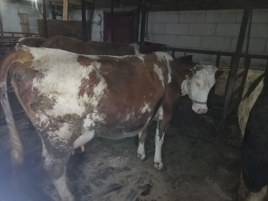 Vaca cu vițel bălțată de vanzare