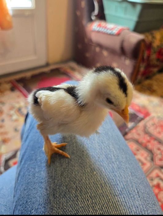 Pui de găină de casă și pui de găină liliputi