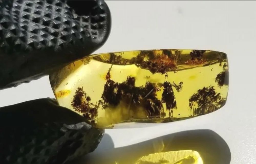 Красиво парче Балтийски кехлибар с множество скупчени насекоми