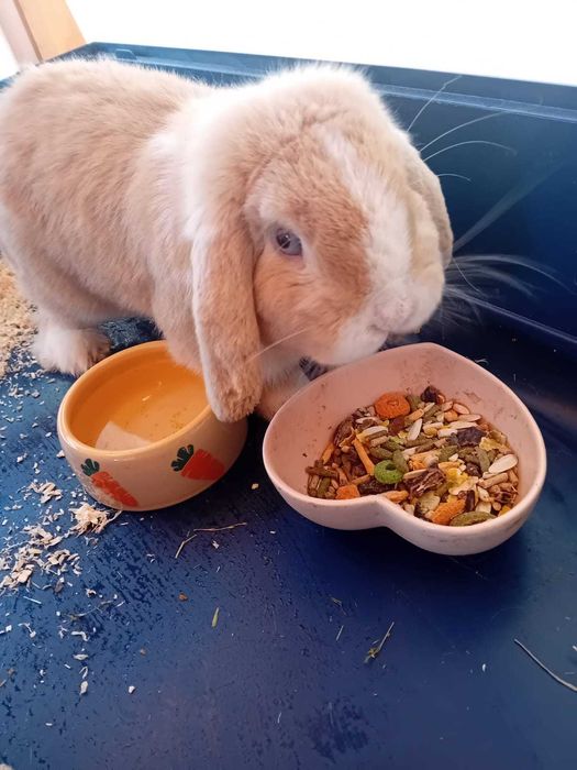 Vand iepure de rasa si cusca