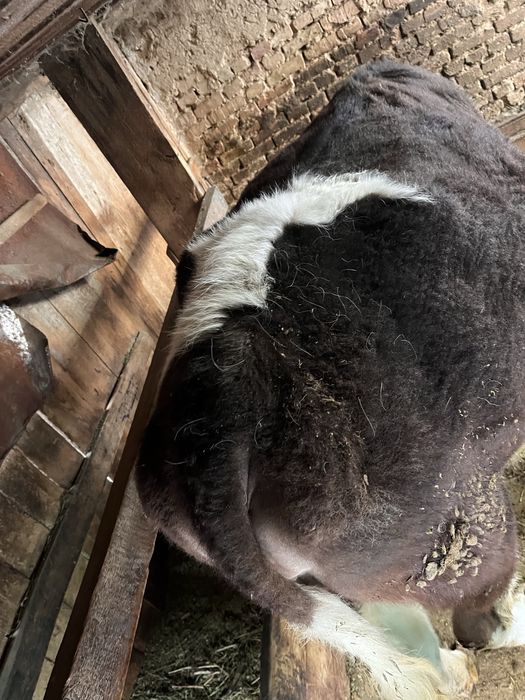 Продам тёлку, на откорме