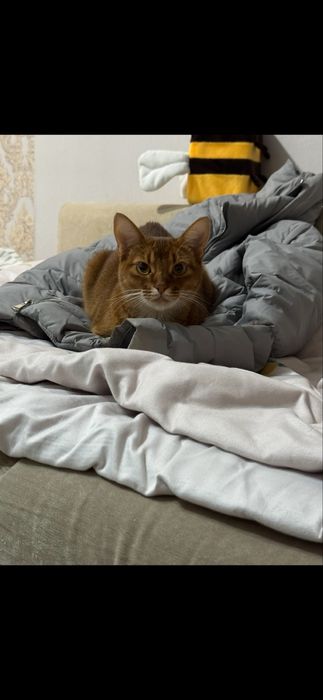 Абиссинская кошка