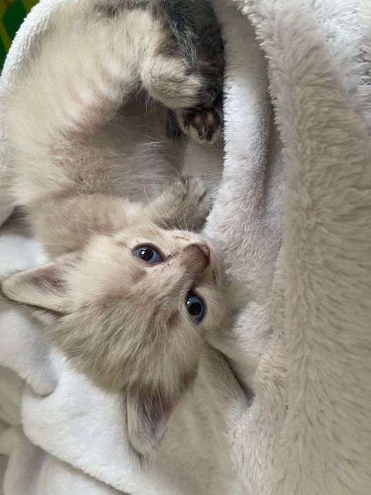 Отдам котят мальчик и девочка