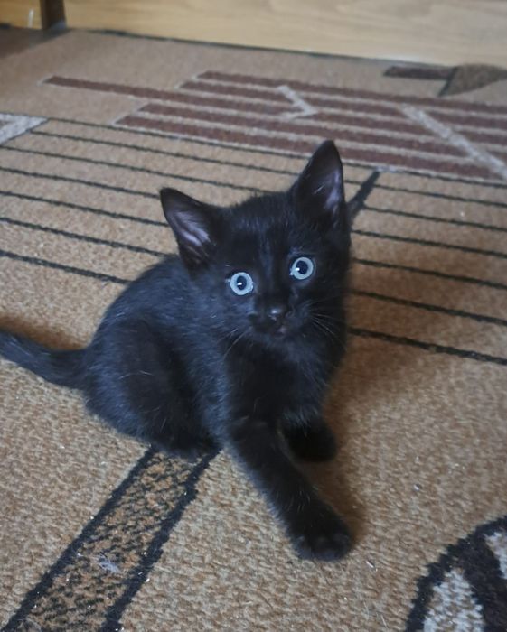 Отдам котят в хорошие руки