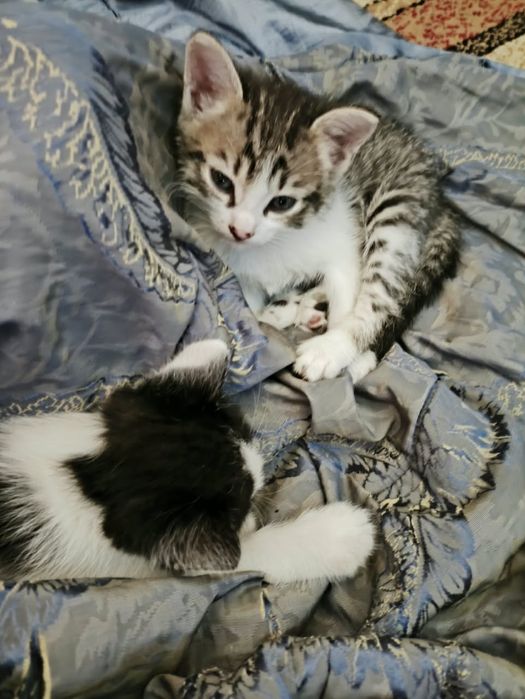 Отдам домашних котят